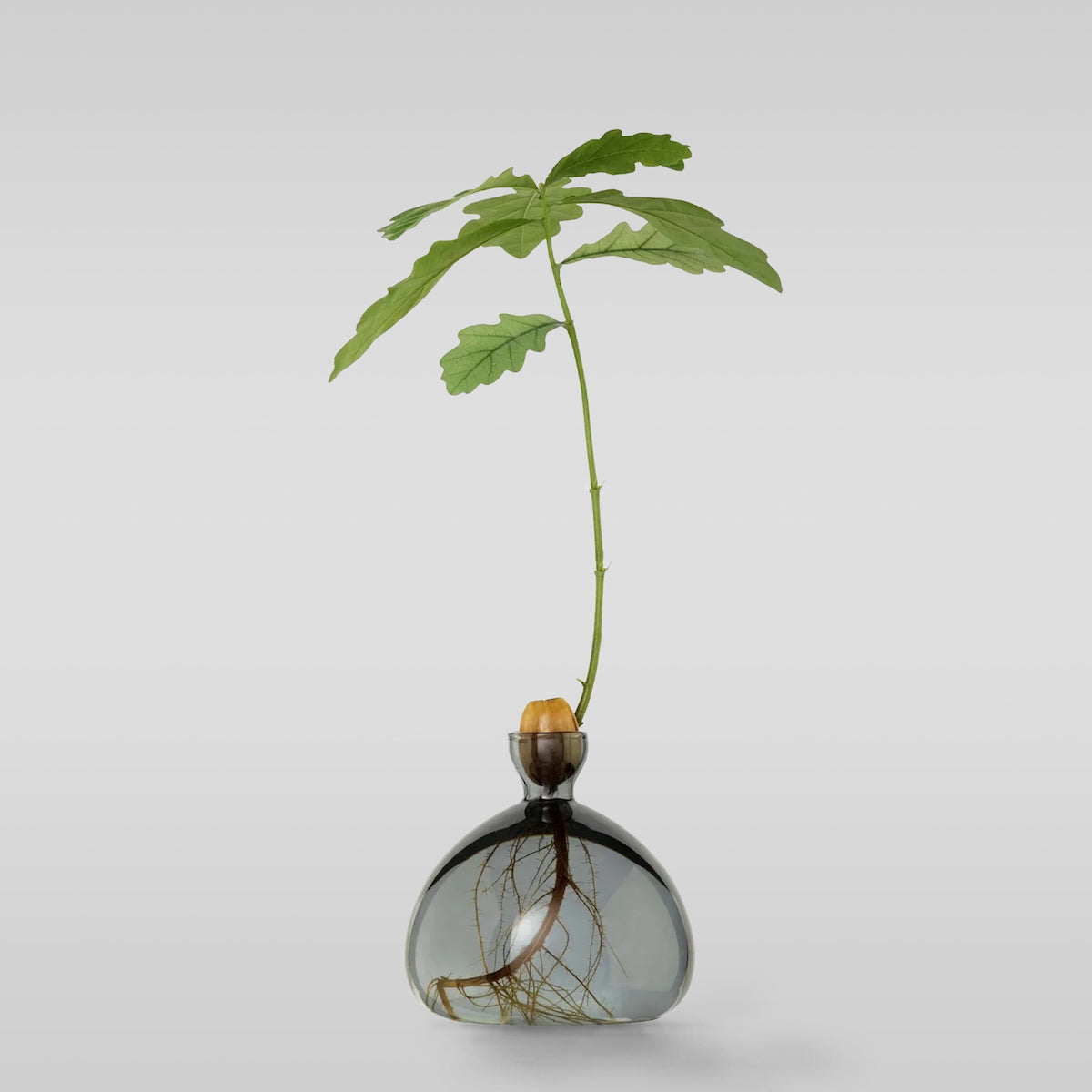 Acorn Vase